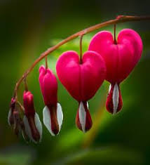 Bleeding hearts flower